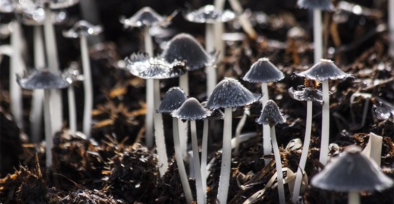 5 Causes to Get a Prenuptial Settlement